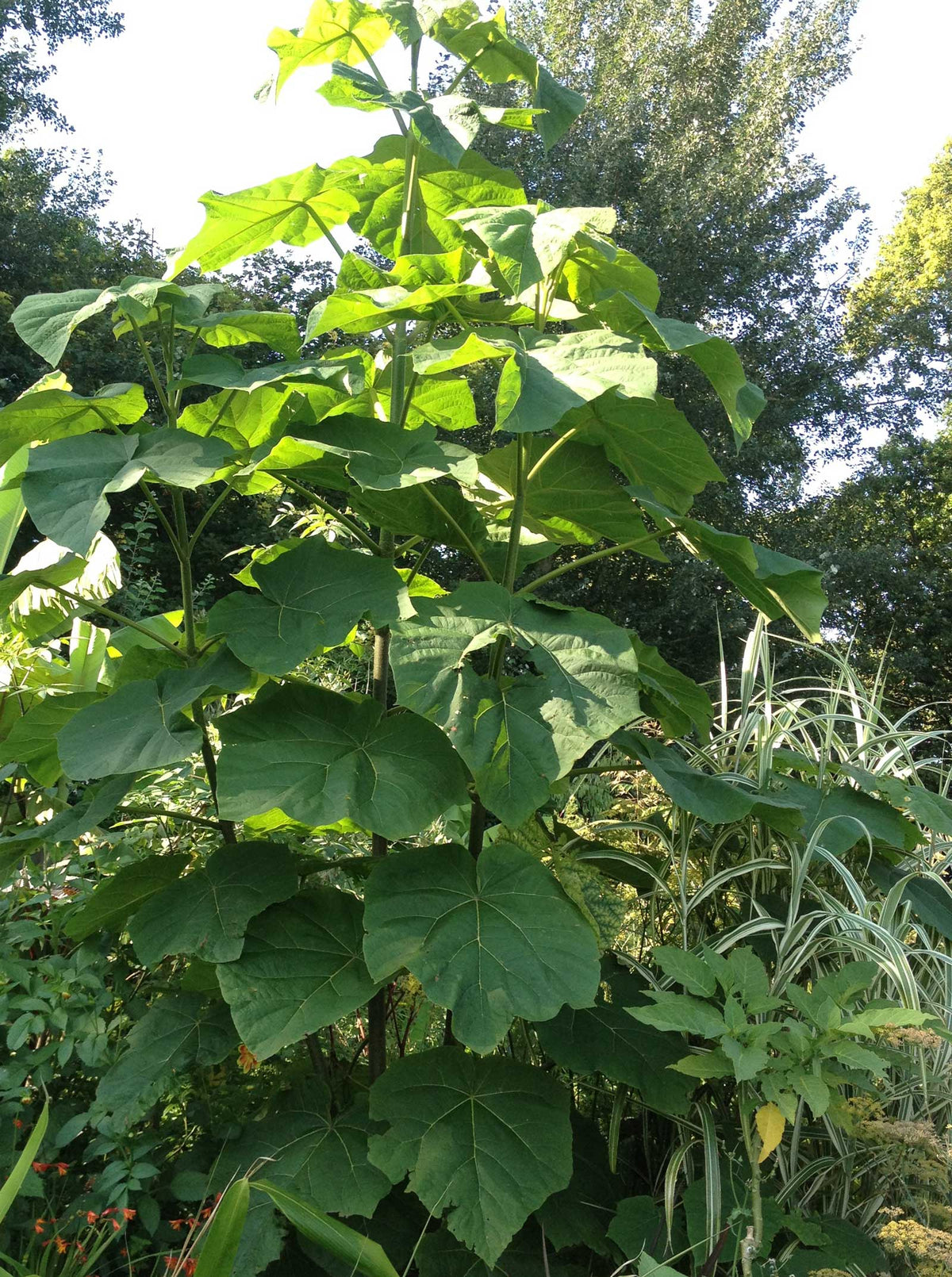 Paulownia tomentosa