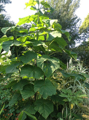 Paulownia tomentosa
