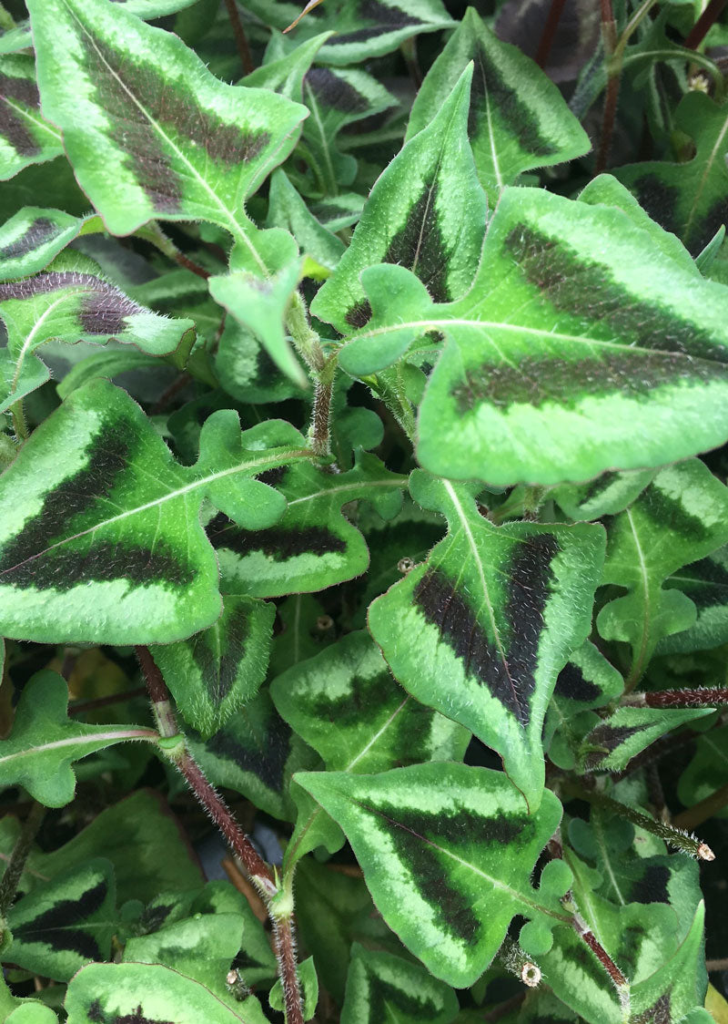 Persicaria runcinata 'Purple Fantasy'