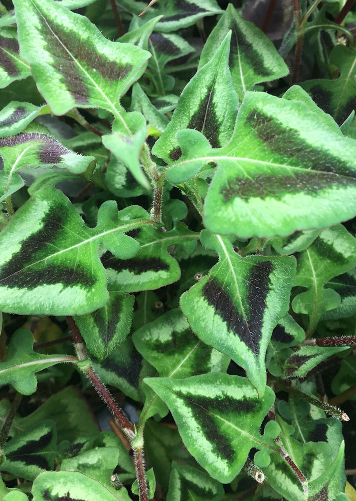Persicaria runcinata 'Purple Fantasy'