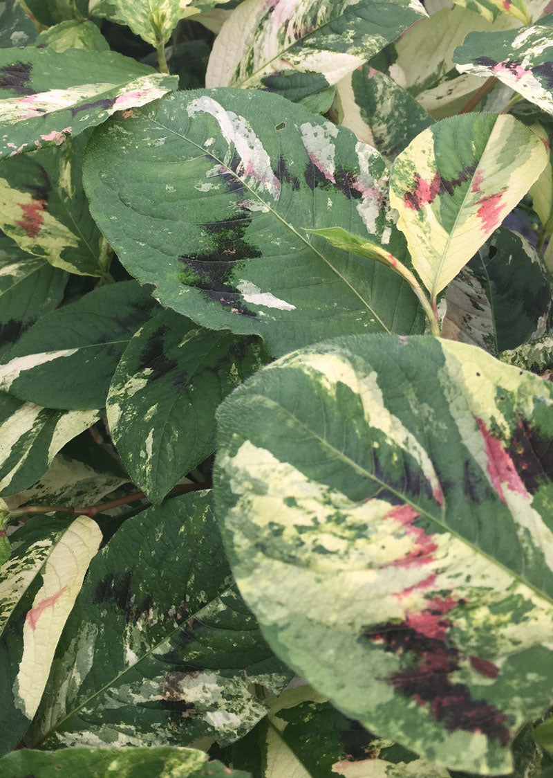 Persicaria Painters Palette