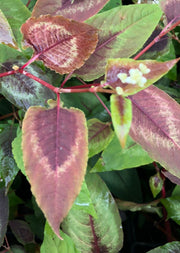 Persicaria Silver Dragon