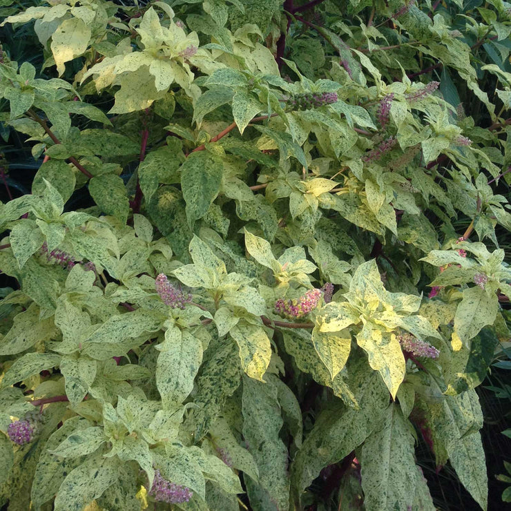 Phytolacca americana variegata