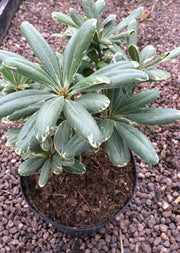Pittosporum tobira Variegatum