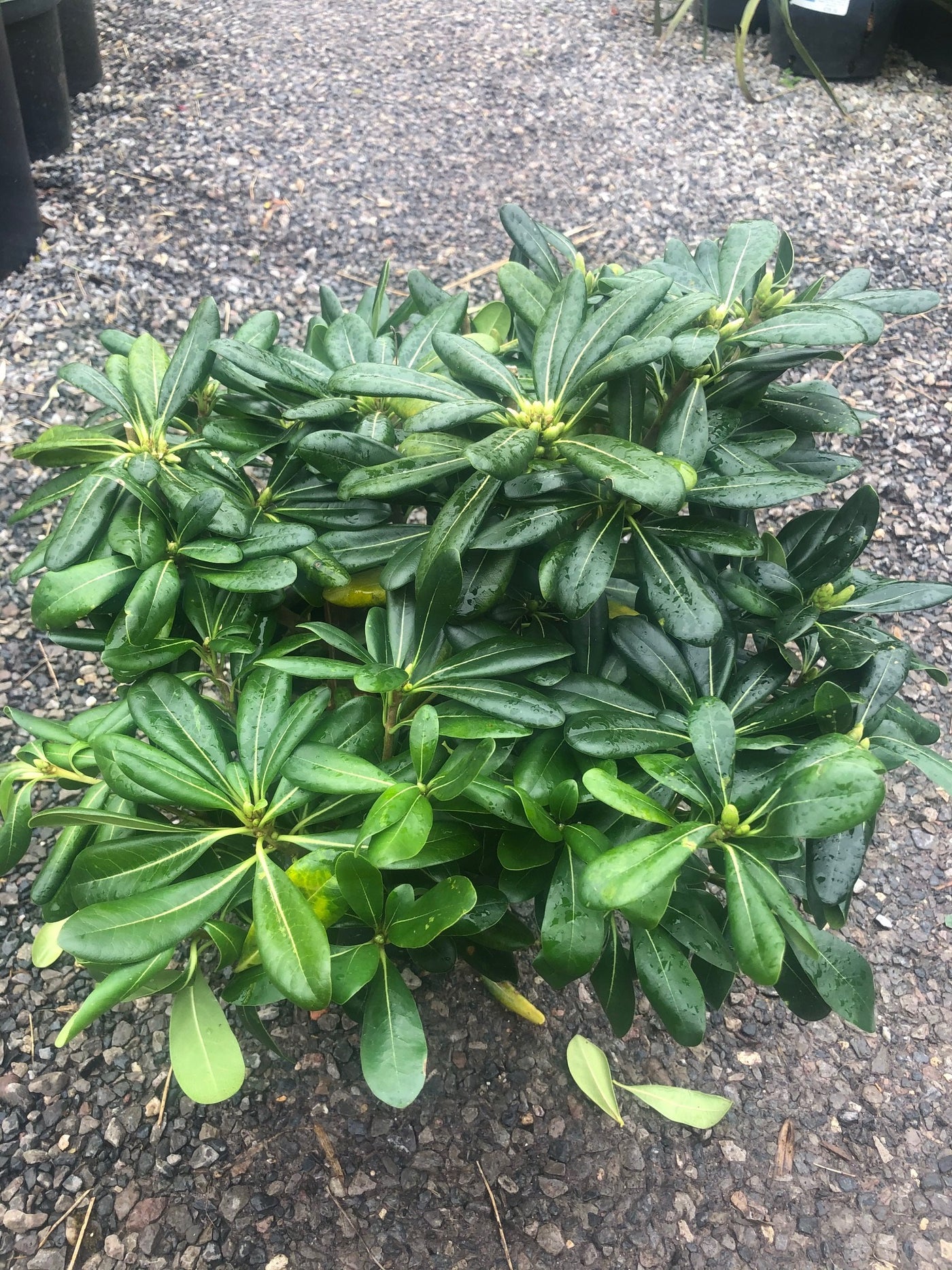 Pittosporum tobira nanum