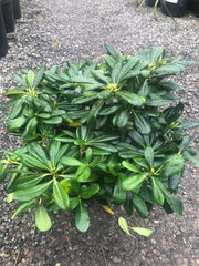 Pittosporum tobira nanum