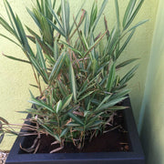 Pleoblastus fortunei variegatus