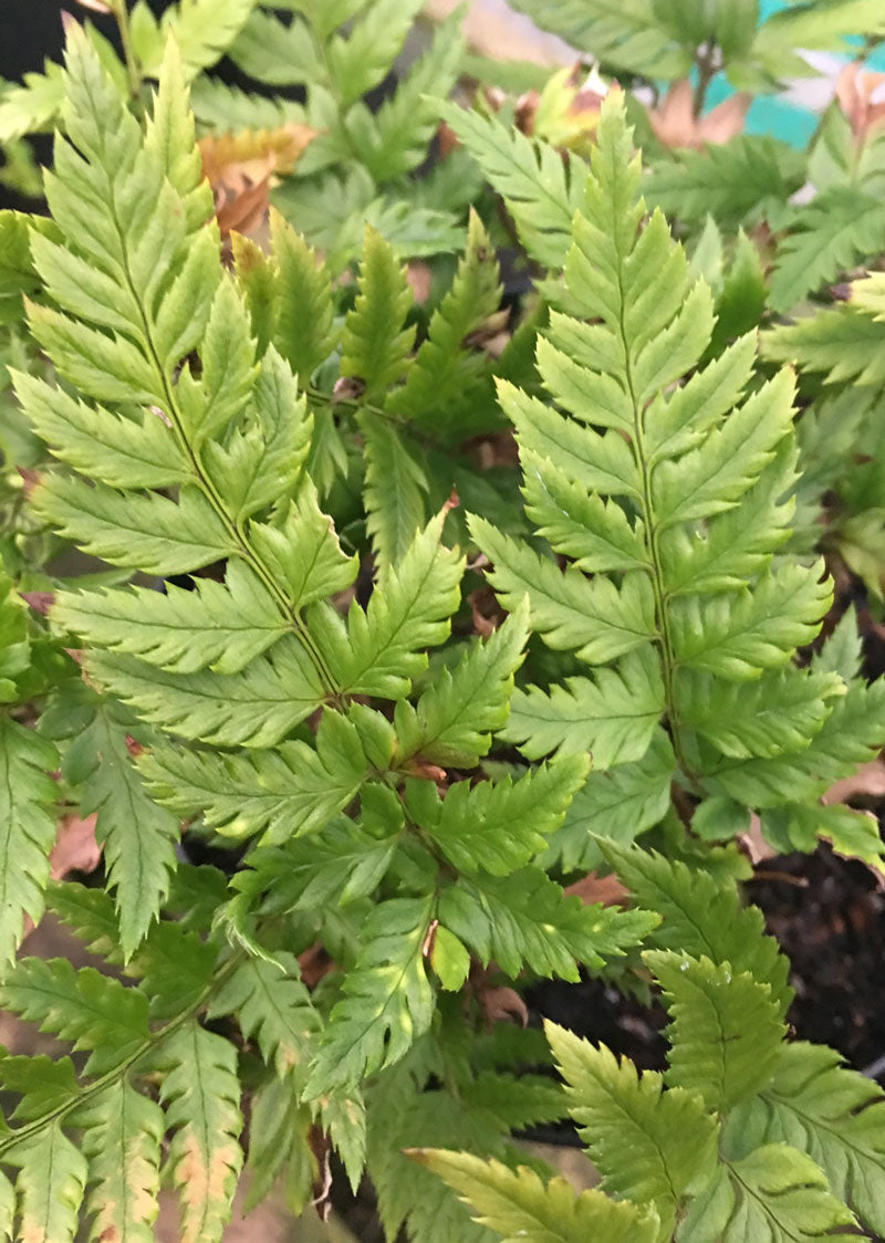Polystichum rigens
