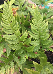 Polystichum rigens