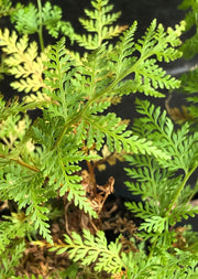 Polystichum yunnanense