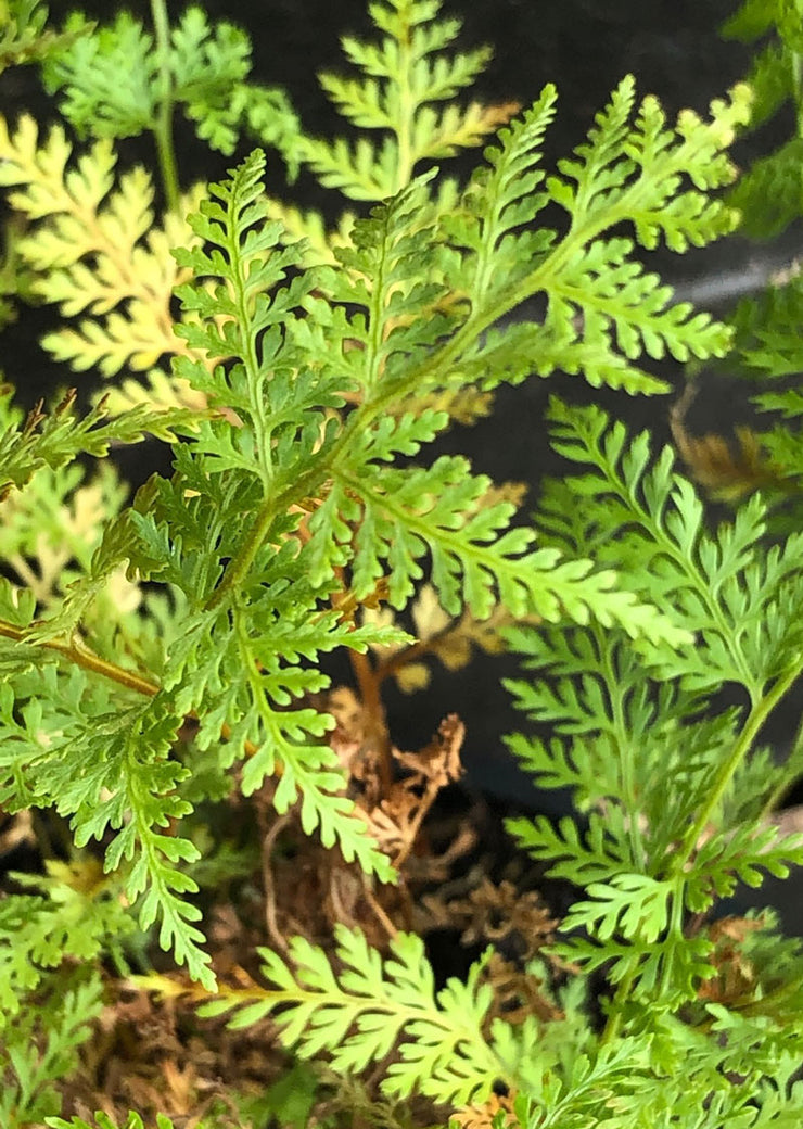 Polystichum yunnanense