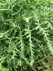 Dryopteris filix-mas 'Linearis Polydactyla'