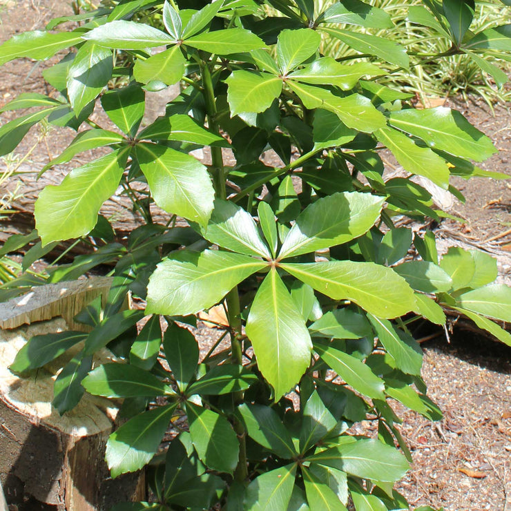 Pseudopanax arboreus