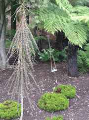 Pseudopanax ferox