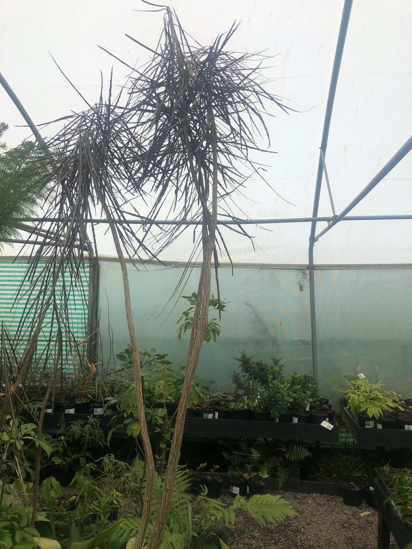 Pseudopanax crassifolius