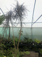 Pseudopanax crassifolius