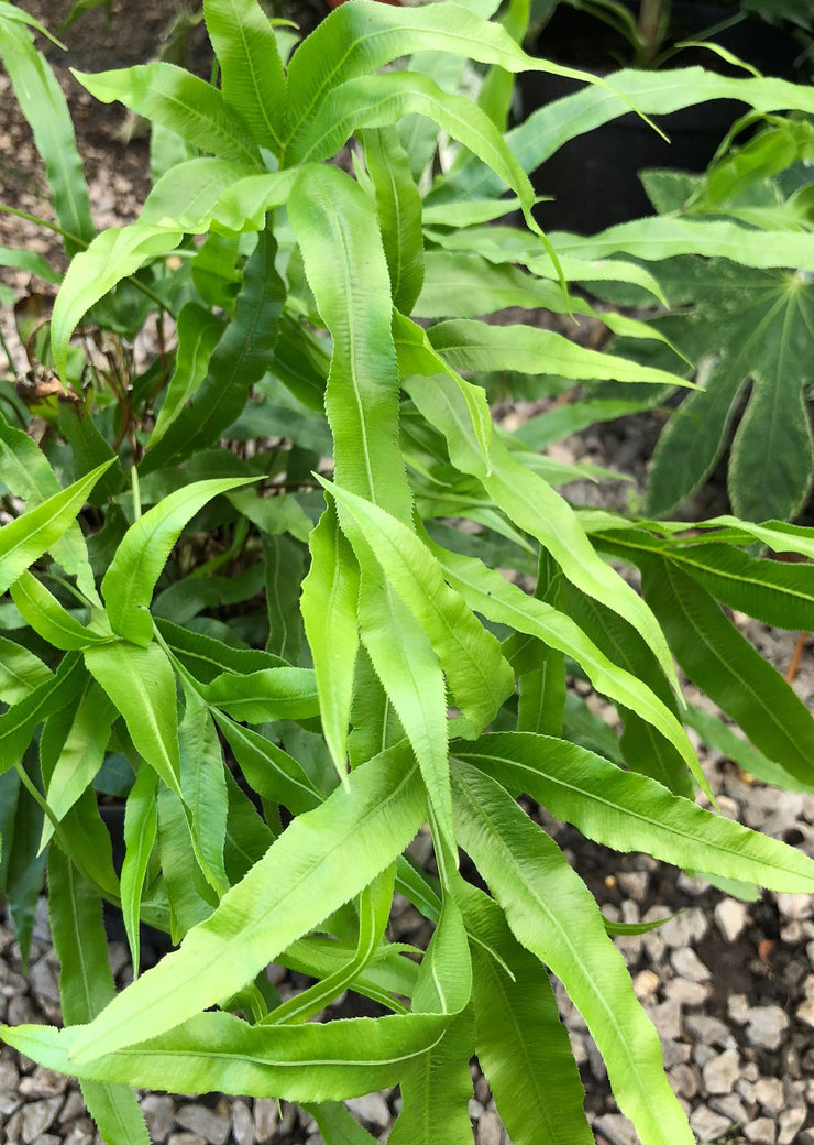 Pteris umbrosa