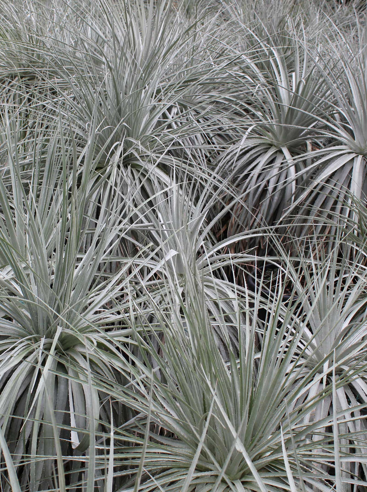 Puya chilensis