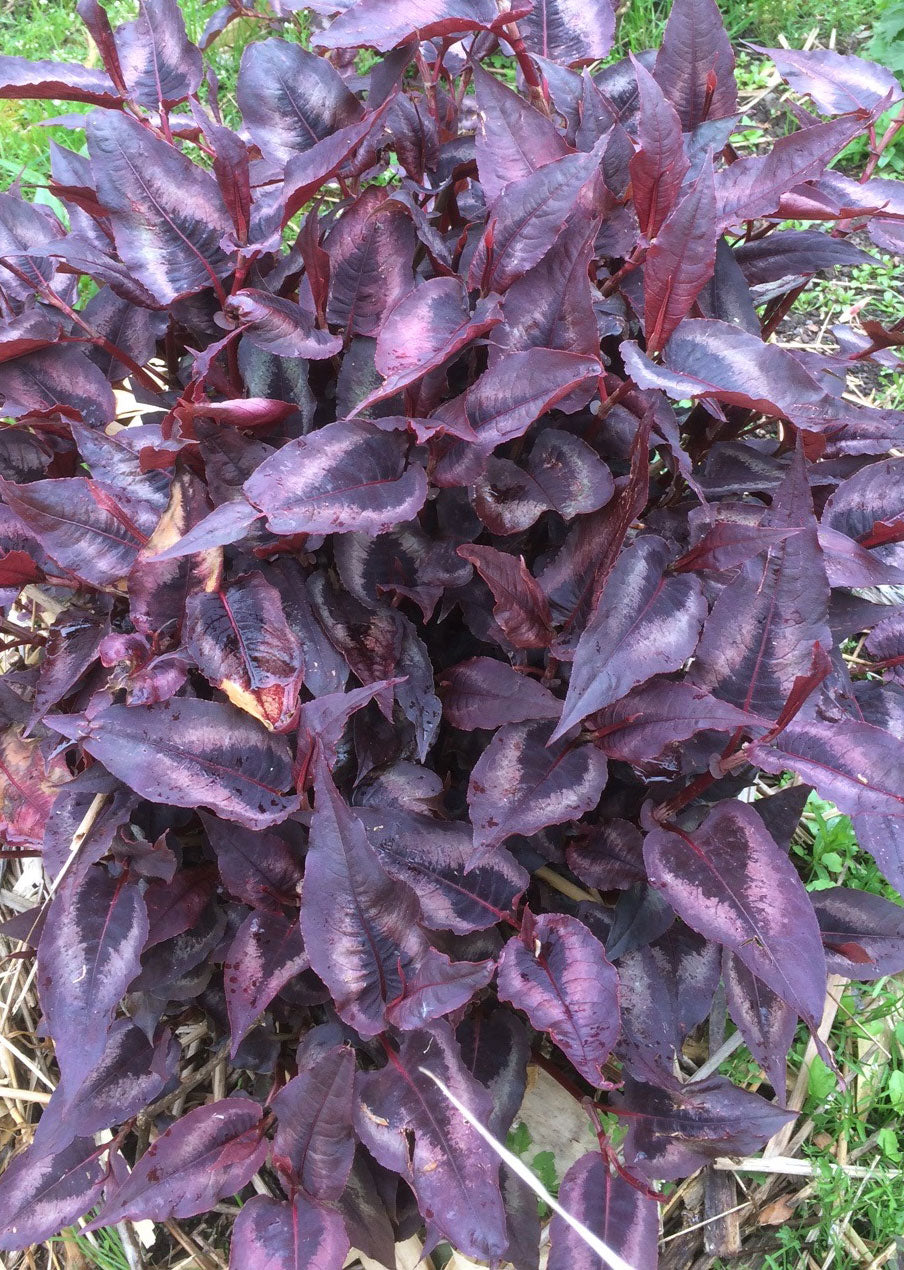 Persicaria Red Dragon