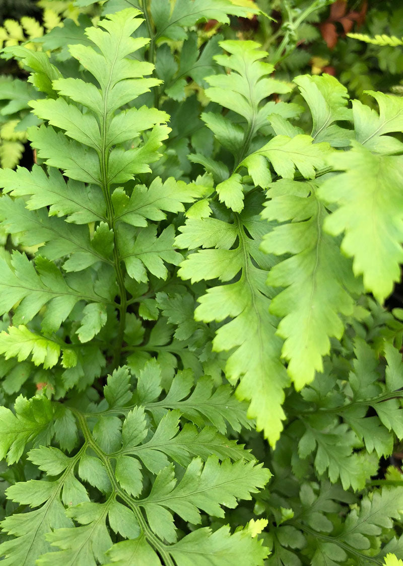 Rumohra adiantiformis