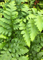 Rumohra adiantiformis