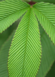 Rubus liniatus