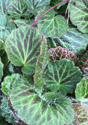 Saxifraga kinki purple