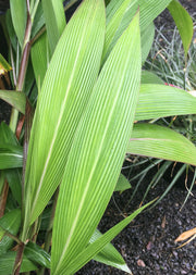 Setaria palmifolia