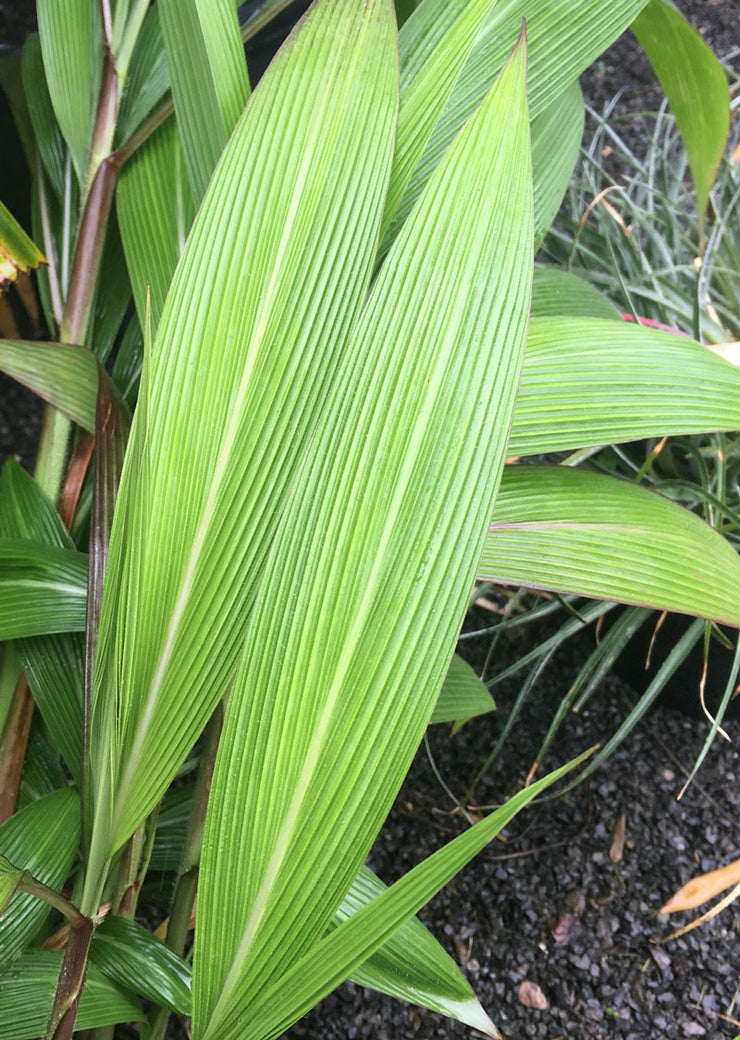 Setaria palmifolia