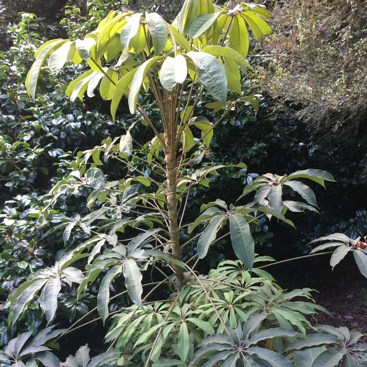 Schefflera rhododendrifolia