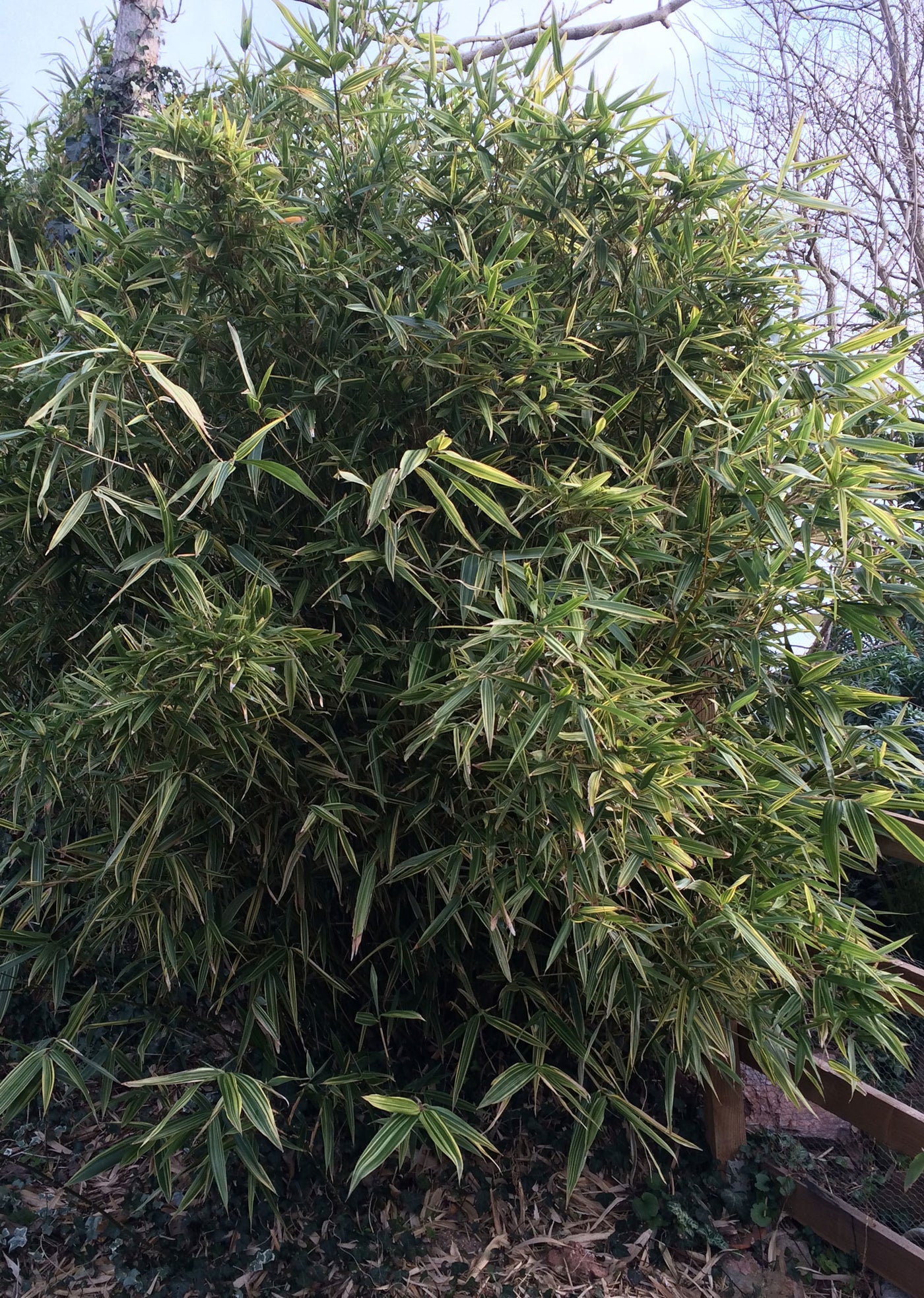 Hibanobambusa tranquillans shiroshima