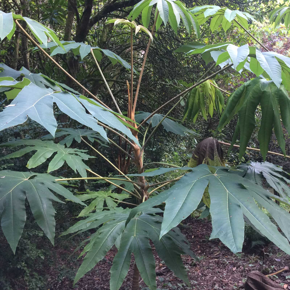 Schefflera taiwaniana