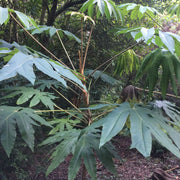 Schefflera taiwaniana