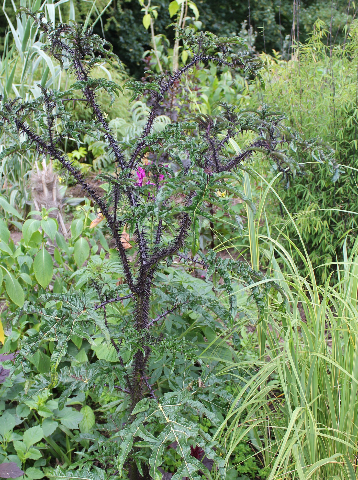 Solanum atropurpureum