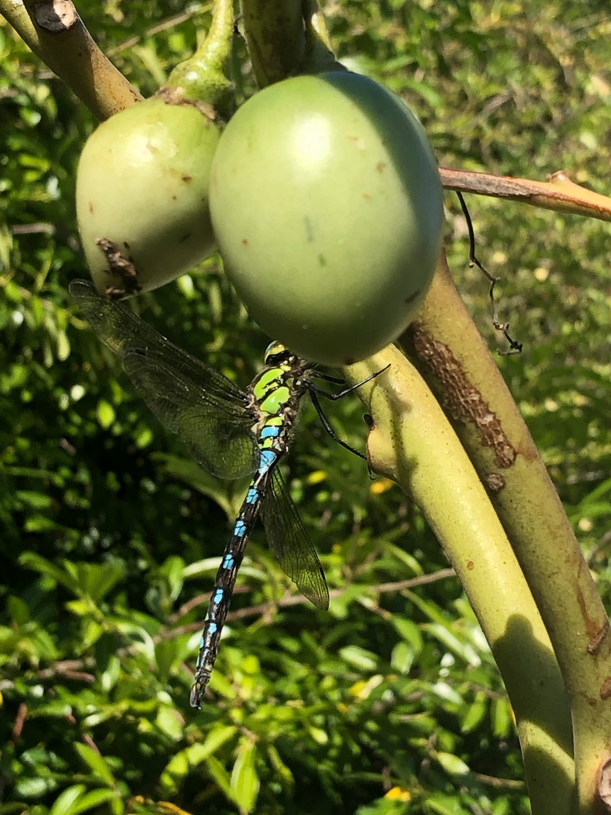 Solanum betaceum