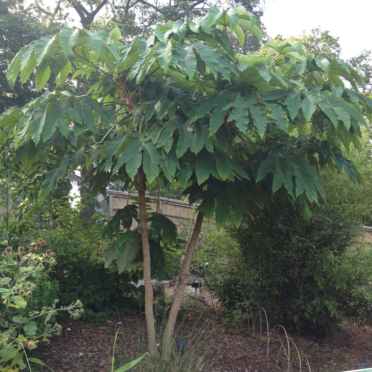 Tetrapanax papyrifer rex