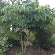 Tetrapanax papyrifer rex