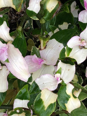 Tradescantia fluminensis 'Maidens Blush'