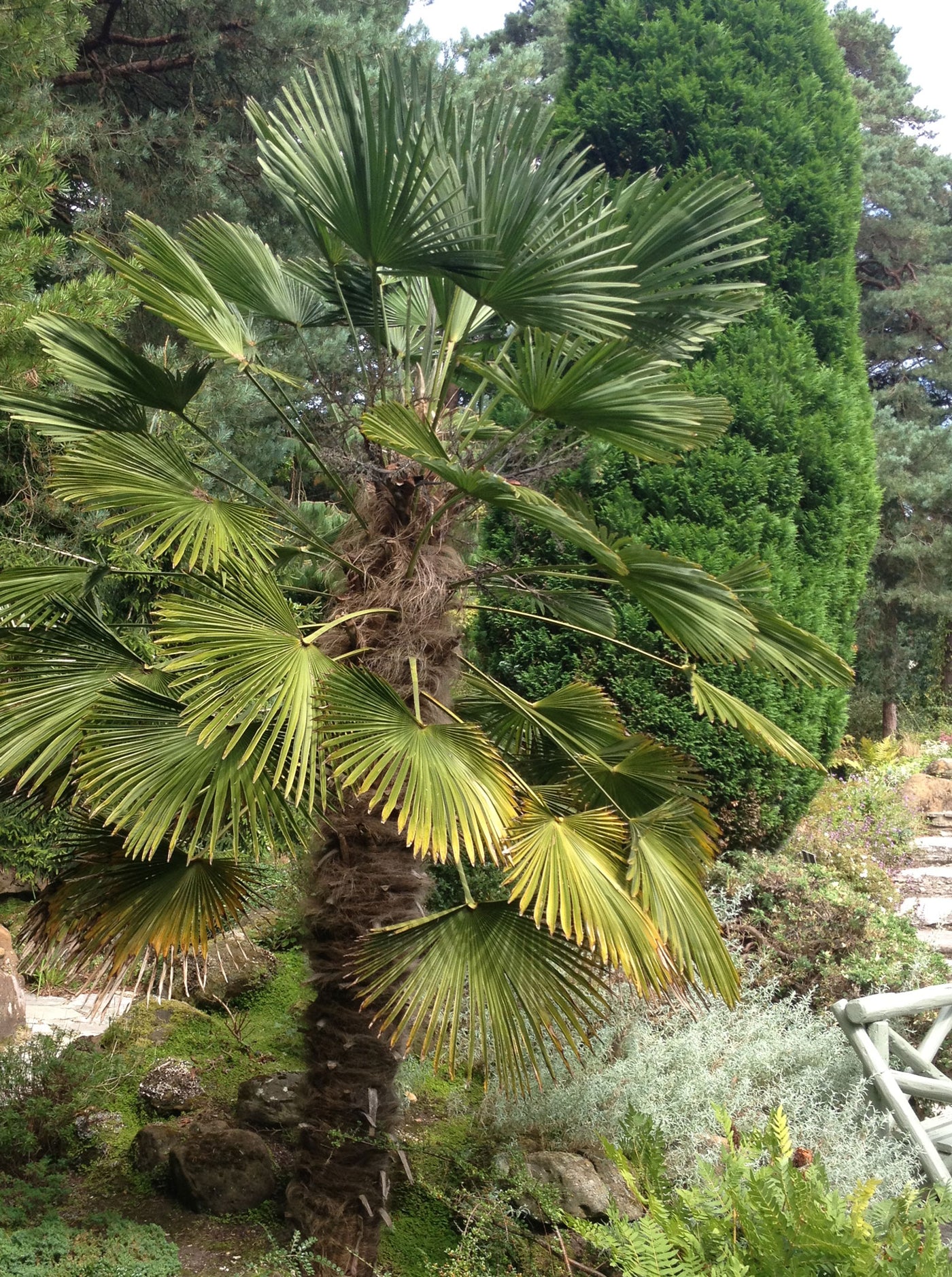 Trachycarpus wagnerianus 10 ltr