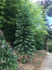 Wollemi pine