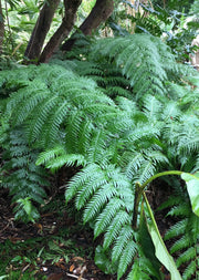 Woodwardia radicans