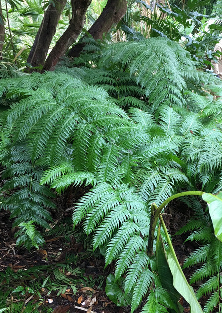 Woodwardia radicans – Desert to Jungle