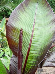 Ensete ventricosum maurelii