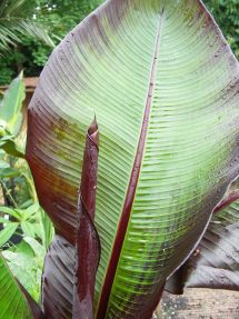 Ensete ventricosum maurelii