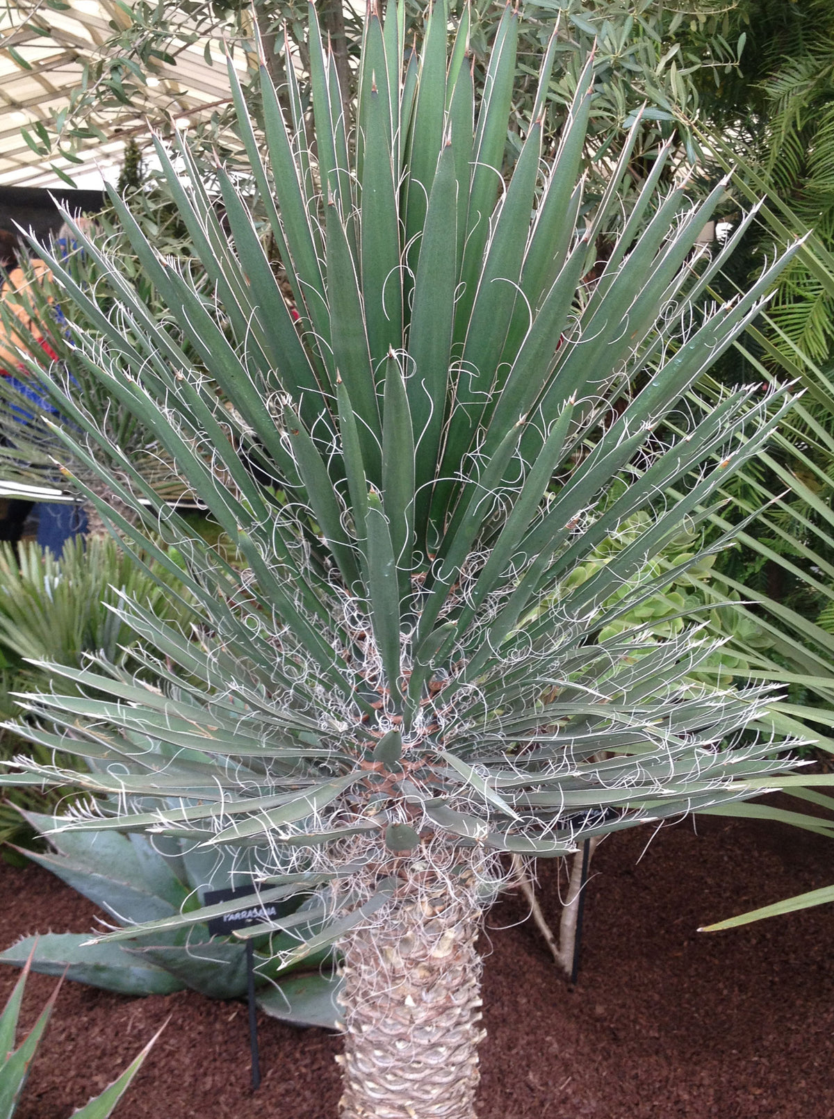 Yucca filifera