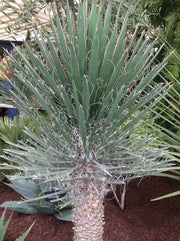 Yucca filifera