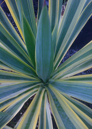 Yucca gloriosa 'Variegata'