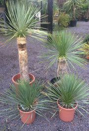 Yucca rostrata