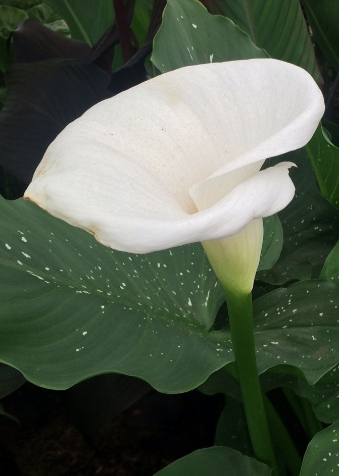 Zantedeschia 'Spotted Giant'